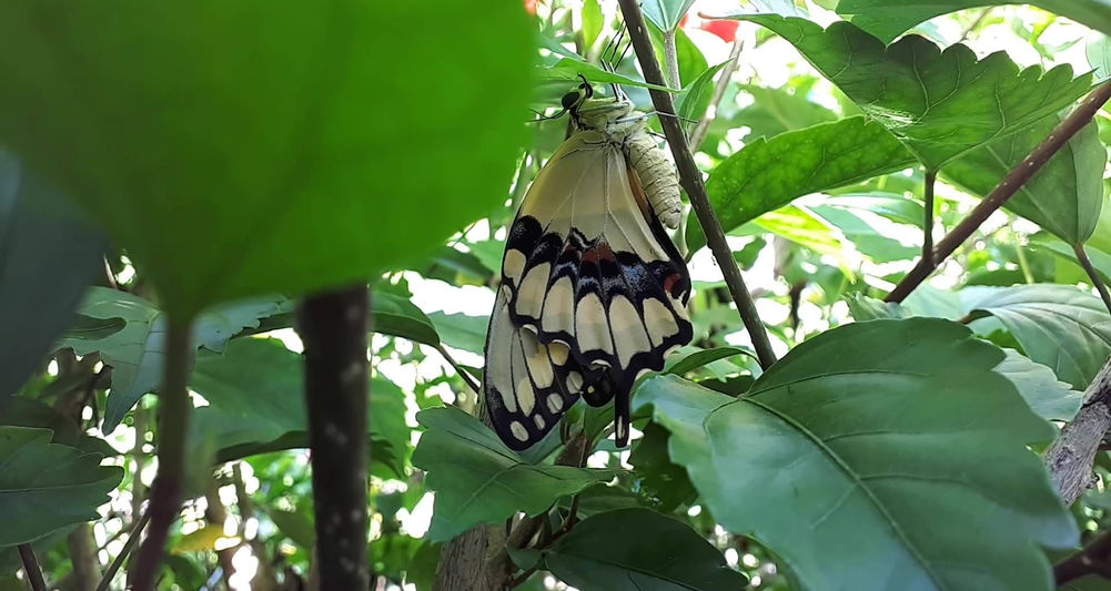 ein Wunder der Natur / una maravilla de la naturaleza / a wonder of nature